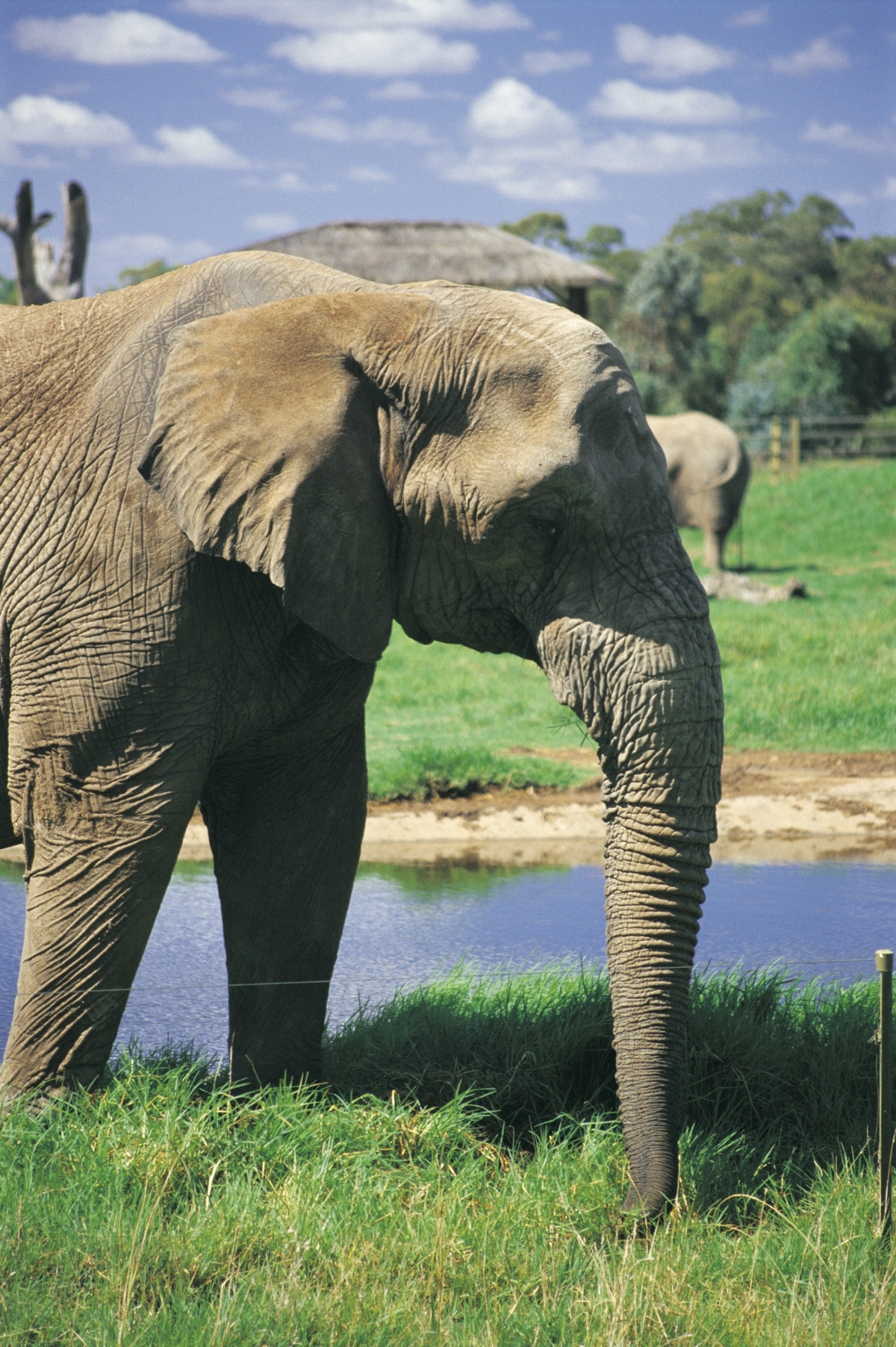 elephant